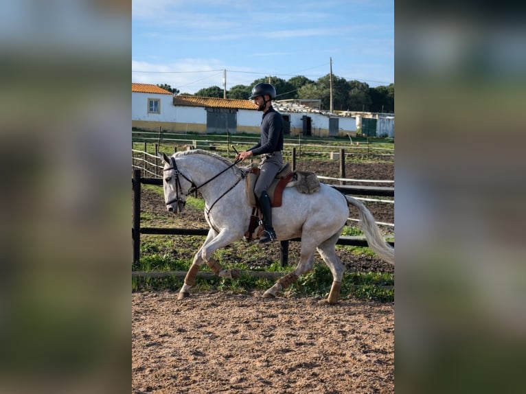 Lusitano Castrone 6 Anni 154 cm Grigio in Caldas da Rainha