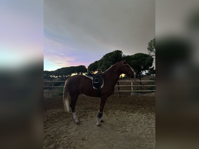 Lusitano Castrone 6 Anni 156 cm Sauro in Andalucía, sevilla