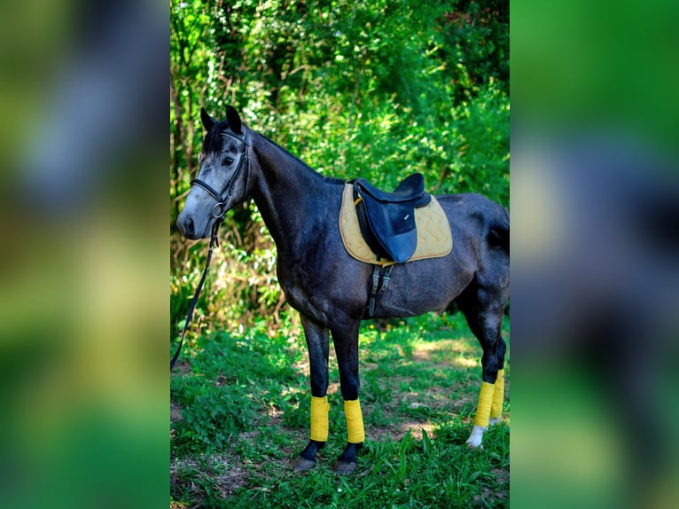 Lusitano Mix Castrone 6 Anni 158 cm Può diventare grigio in Finsing