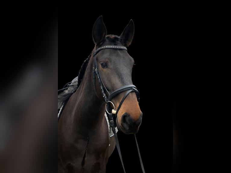 Lusitano Castrone 6 Anni 159 cm Baio nero in Daldorf