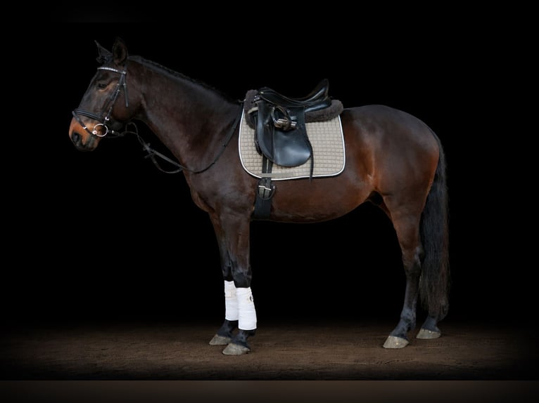 Lusitano Castrone 6 Anni 159 cm Baio nero in Daldorf