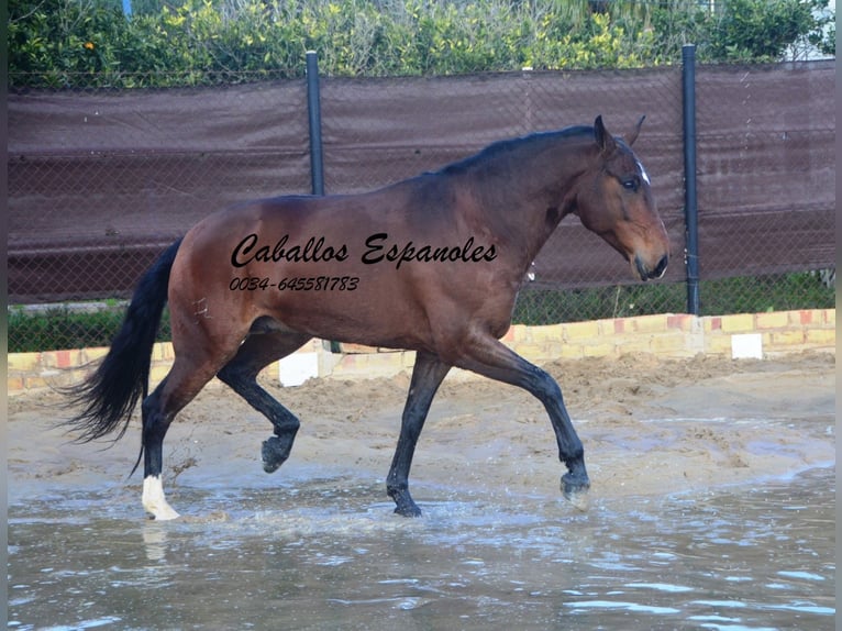 Lusitano Castrone 6 Anni 159 cm Baio scuro in Vejer de la Frontera