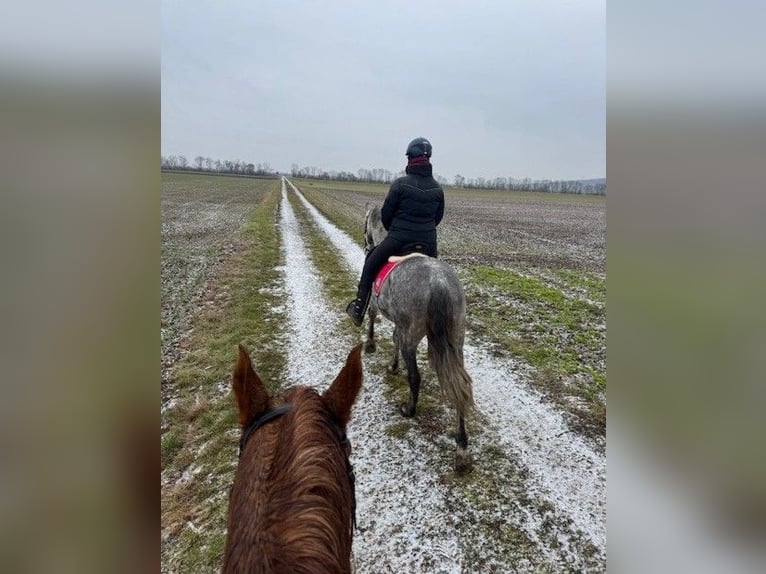 Lusitano Mix Castrone 6 Anni 159 cm Grigio in Asperhofen