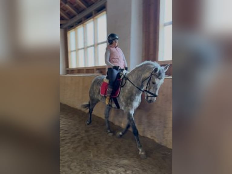 Lusitano Mix Castrone 6 Anni 159 cm Grigio in Asperhofen