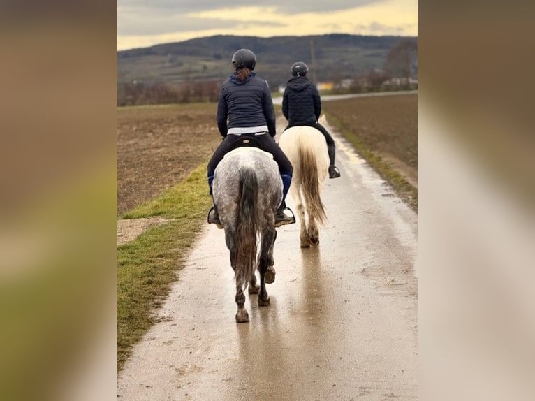 Lusitano Mix Castrone 6 Anni 159 cm Grigio in Asperhofen