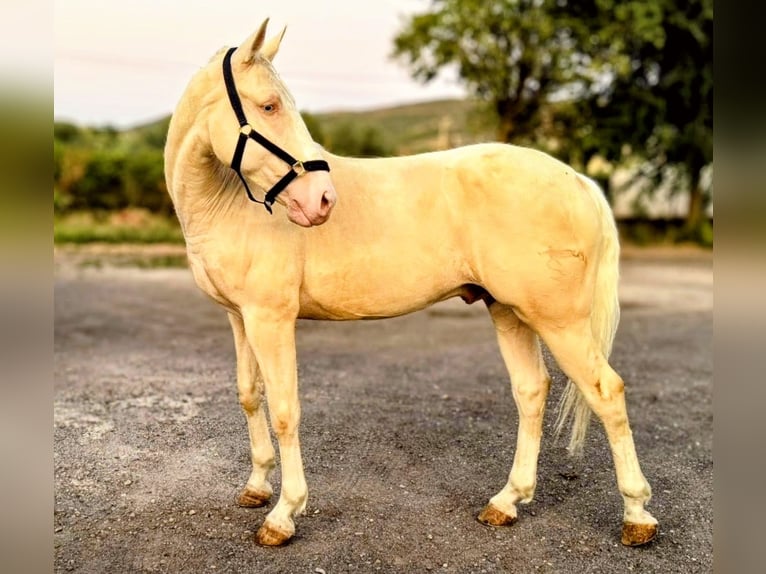 Lusitano Castrone 6 Anni 160 cm Cremello in Kastilien