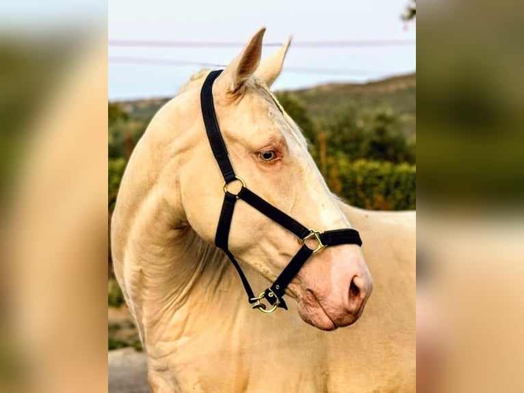 Lusitano Castrone 6 Anni 160 cm Cremello in Sevilla