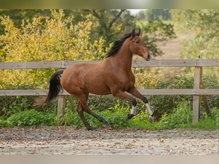 Lusitano Castrone 6 Anni 162 cm Baio in Saint-Malon-sur-Mel