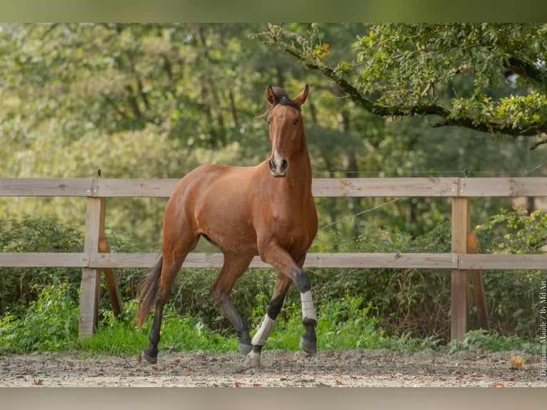 Lusitano Castrone 6 Anni 162 cm Baio in Rua de Camões
