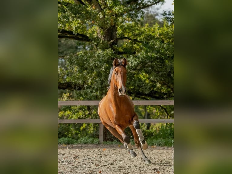 Lusitano Castrone 6 Anni 162 cm Baio in Rua de Camões
