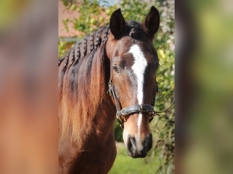 Lusitano Castrone 6 Anni 162 cm Baio scuro in Encarnação