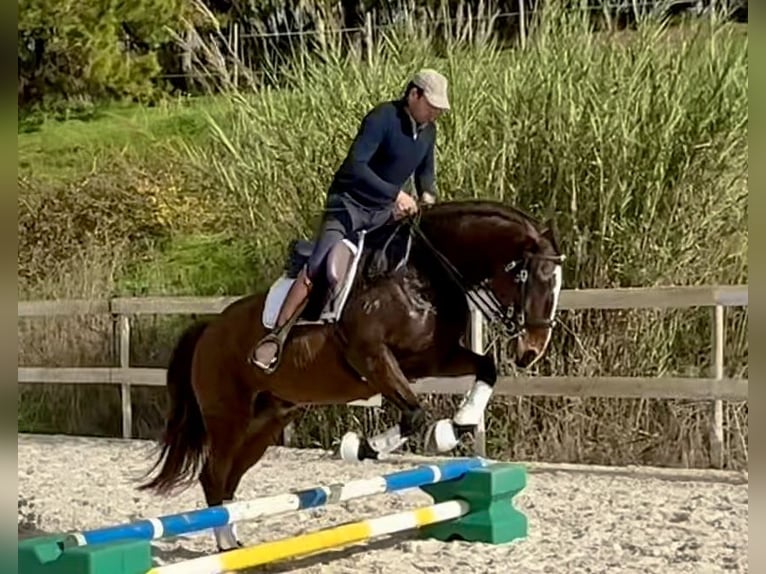 Lusitano Castrone 6 Anni 162 cm Baio scuro in Encarnação