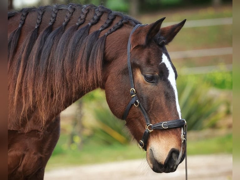 Lusitano Castrone 6 Anni 162 cm Baio scuro in Encarnação