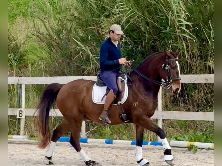 Lusitano Castrone 6 Anni 162 cm Baio scuro in Encarnação