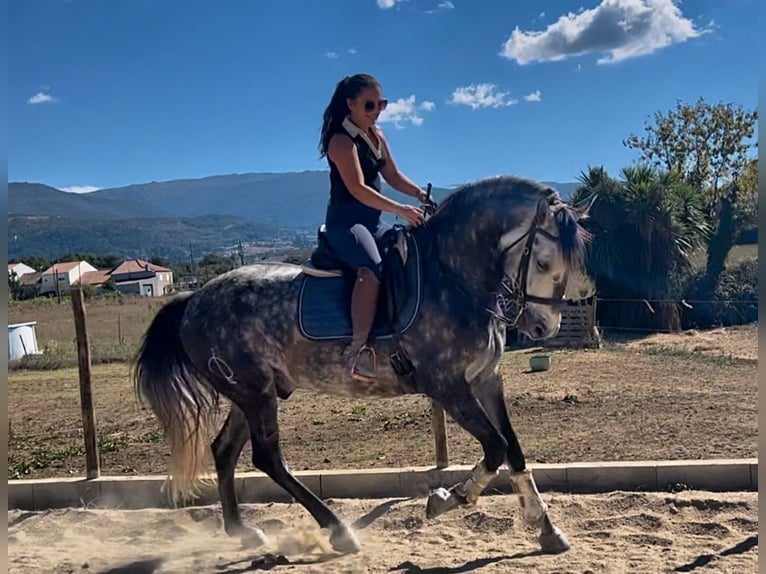 Lusitano Castrone 6 Anni 162 cm Grigio in Seia