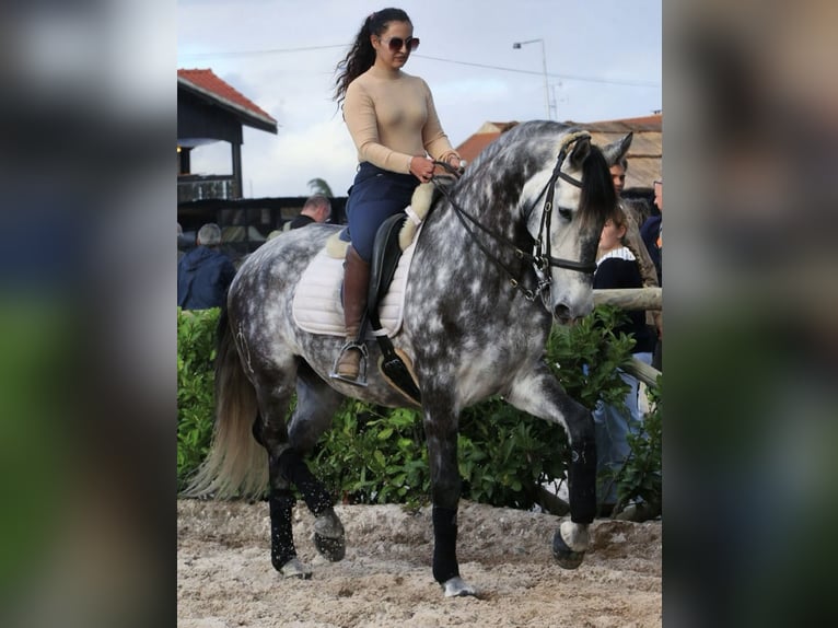 Lusitano Castrone 6 Anni 162 cm Grigio in Seia