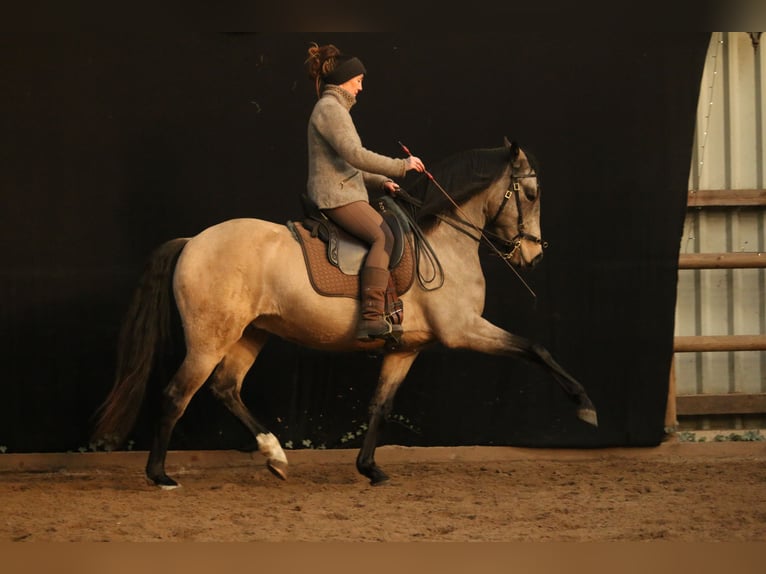 Lusitano Castrone 6 Anni 162 cm Pelle di daino in Postfeld
