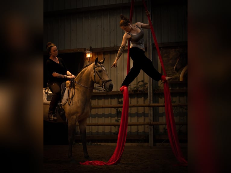 Lusitano Castrone 6 Anni 162 cm Pelle di daino in Postfeld