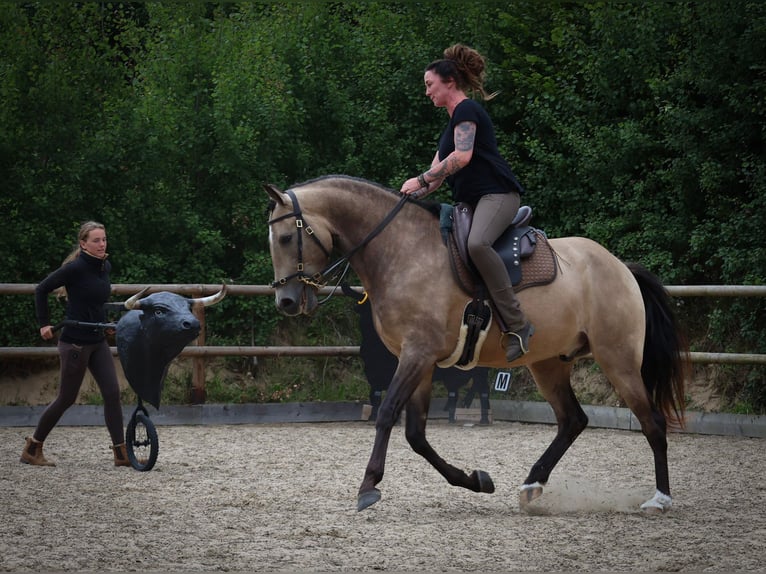 Lusitano Castrone 6 Anni 162 cm Pelle di daino in Postfeld