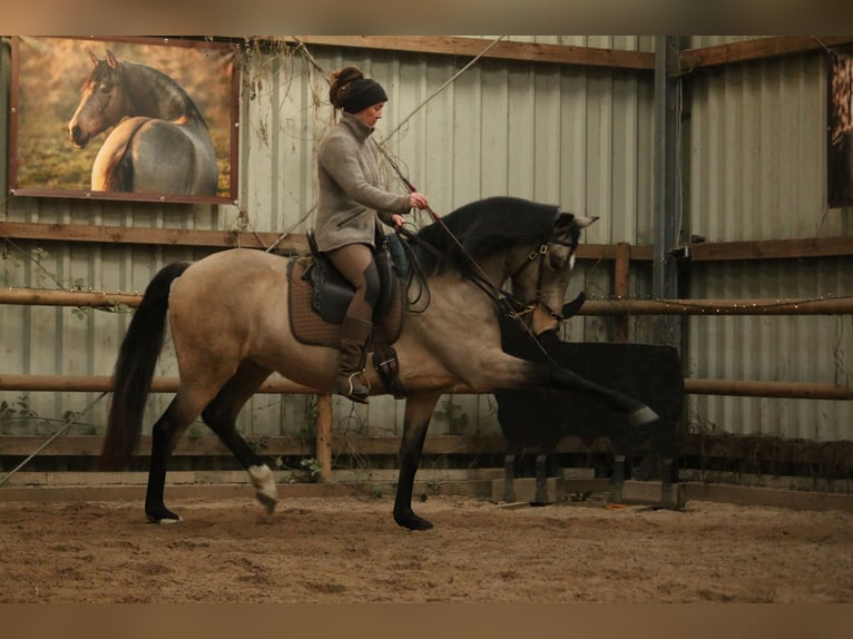 Lusitano Castrone 6 Anni 162 cm Pelle di daino in Postfeld