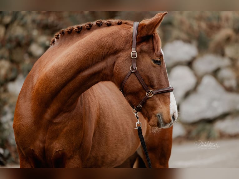 Lusitano Mix Castrone 6 Anni 162 cm Sauro in Tuntenhausen