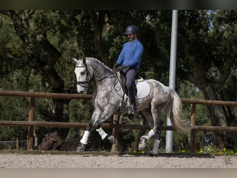 Lusitano Castrone 6 Anni 163 cm Grigio pezzato in Lagualva de Cima