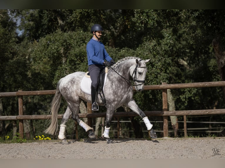 Lusitano Castrone 6 Anni 163 cm Grigio pezzato in Lagualva de Cima