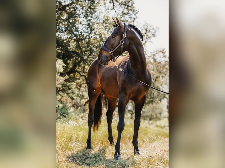 Lusitano Castrone 6 Anni 164 cm Baio scuro in Rio Maior