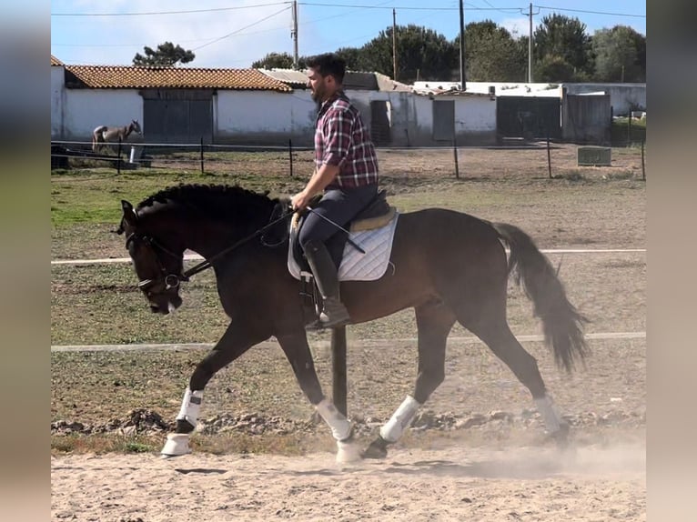 Lusitano Castrone 6 Anni 164 cm Baio scuro in Rio Maior