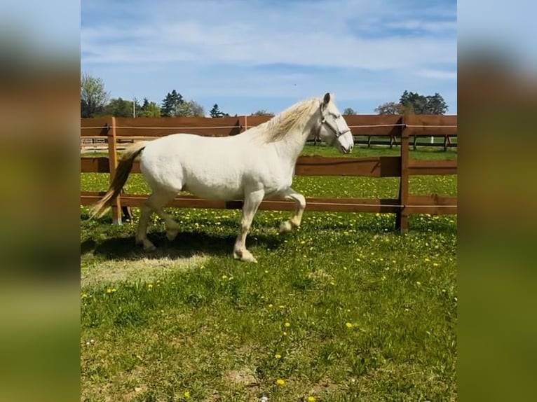 Lusitano Castrone 6 Anni 164 cm Cremello in Gößweinstein