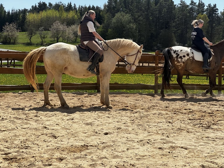 Lusitano Castrone 6 Anni 164 cm Cremello in Gößweinstein