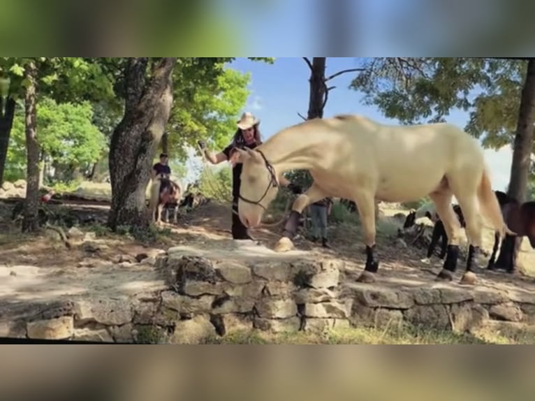Lusitano Castrone 6 Anni 164 cm Cremello in Gößweinstein