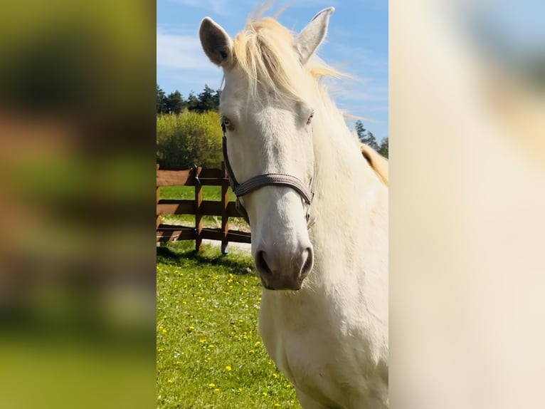 Lusitano Castrone 6 Anni 164 cm Cremello in Gößweinstein