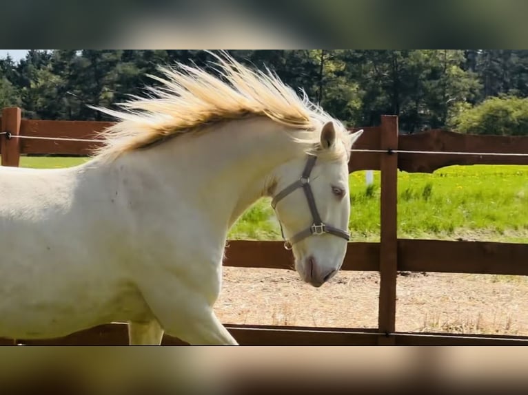Lusitano Castrone 6 Anni 164 cm Cremello in Gößweinstein