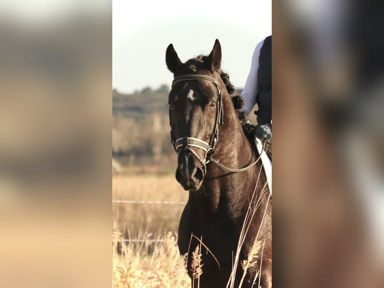 Lusitano Castrone 6 Anni 164 cm Morello in Arles