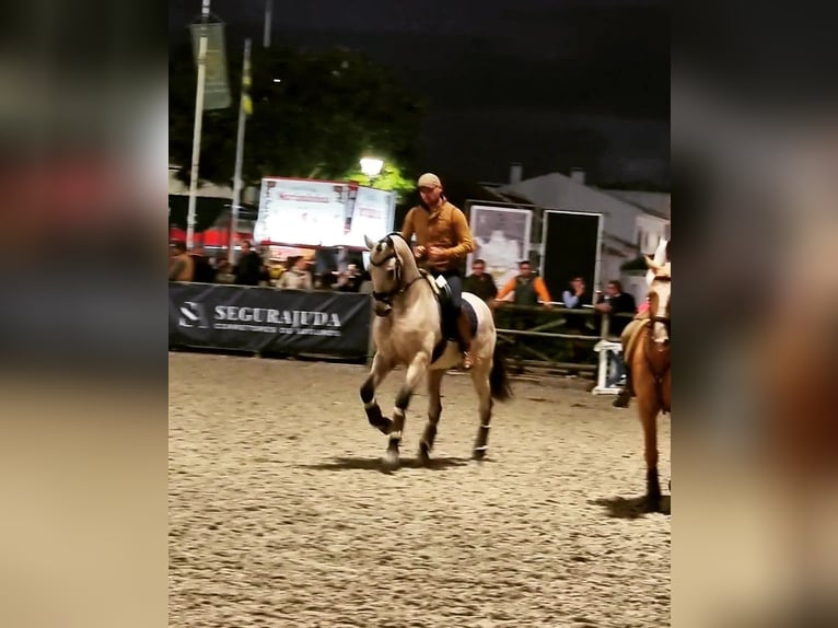 Lusitano Castrone 6 Anni 164 cm Pelle di daino in Faro