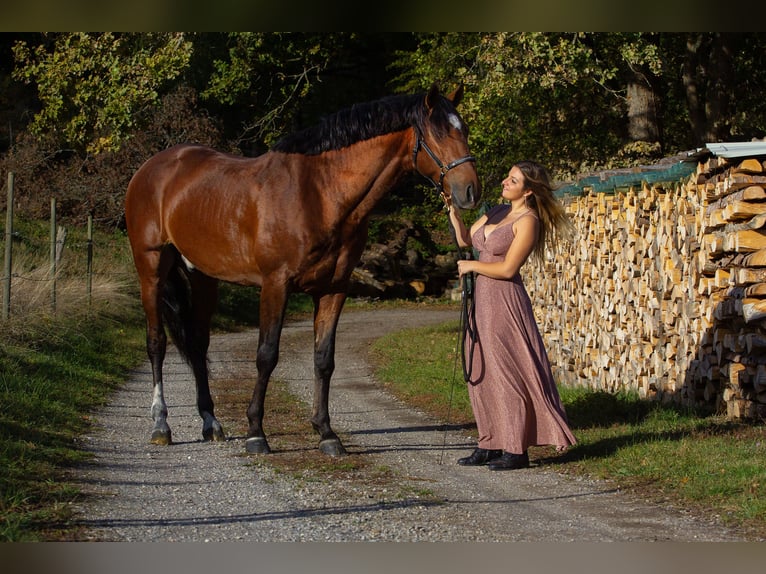 Lusitano Castrone 6 Anni 165 cm Baio in Colmar