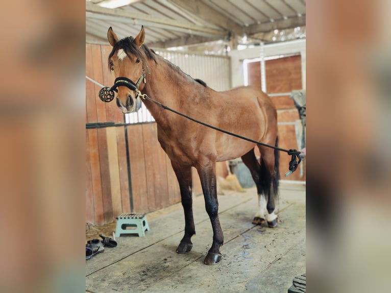 Lusitano Castrone 6 Anni 165 cm Baio in Colmar