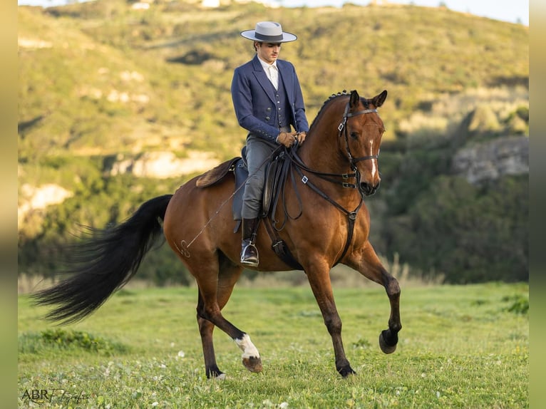 Lusitano Mix Castrone 6 Anni 165 cm Baio in Ermelo