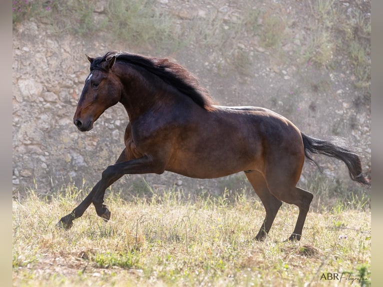 Lusitano Castrone 6 Anni 165 cm Baio in Lisboa