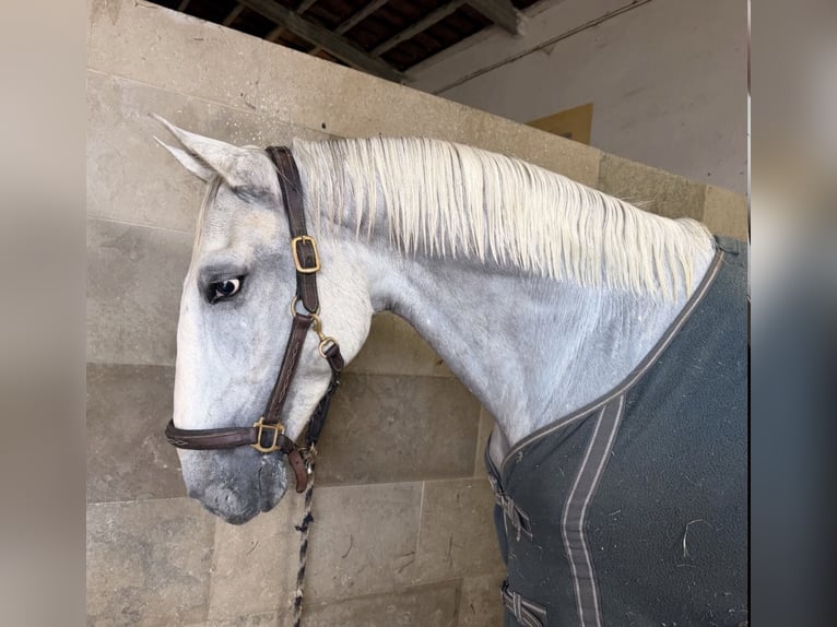 Lusitano Castrone 6 Anni 165 cm Grigio in Caldas da Rainha