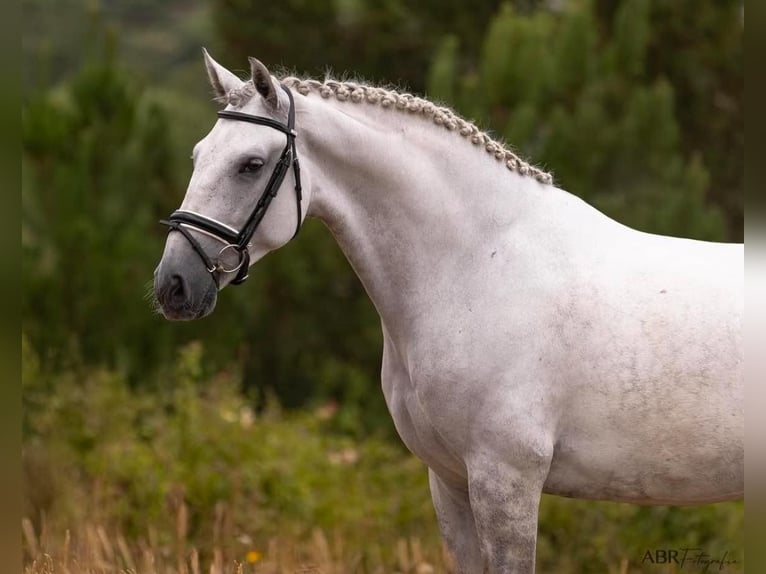 Lusitano Castrone 6 Anni 166 cm Grigio in Lisboa