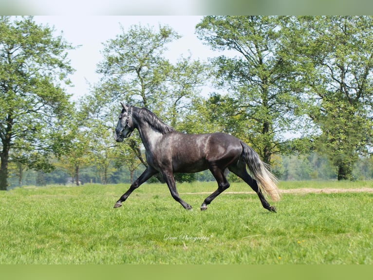 Lusitano Castrone 6 Anni 167 cm Grigio in Blaricum