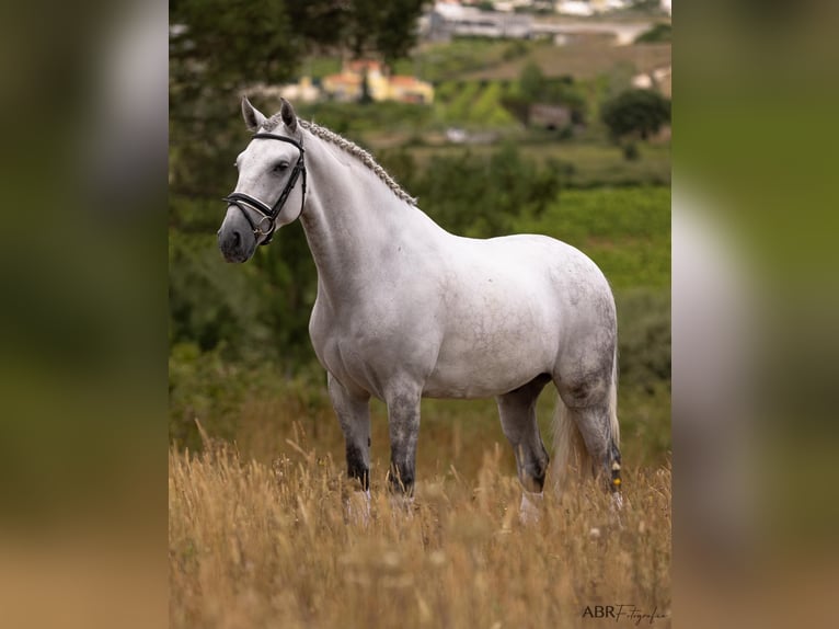 Lusitano Castrone 6 Anni 167 cm Grigio pezzato in Ermelo