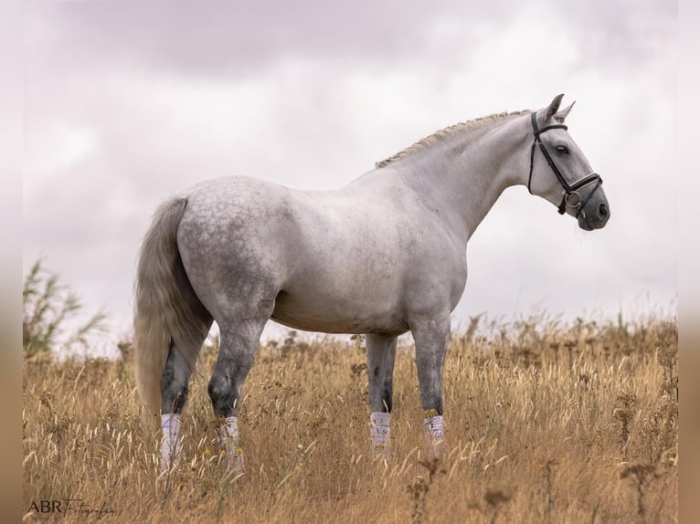Lusitano Castrone 6 Anni 167 cm Grigio pezzato in Ermelo