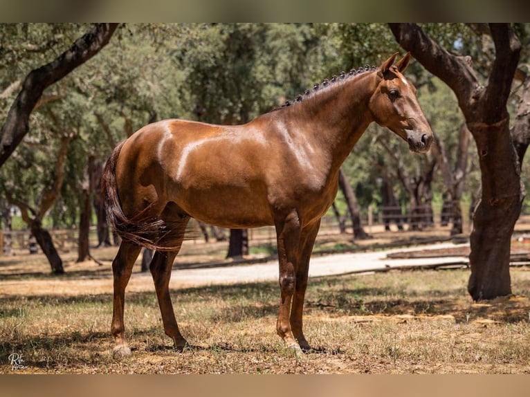 Lusitano Castrone 6 Anni 167 cm Sauro in Cascais