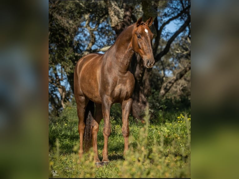 Lusitano Castrone 6 Anni 167 cm Sauro in Cascais