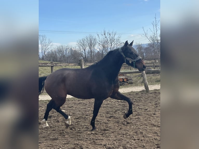 Lusitano Castrone 6 Anni 168 cm Baio in Gex