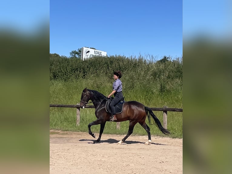 Lusitano Castrone 6 Anni 168 cm Baio in Gex