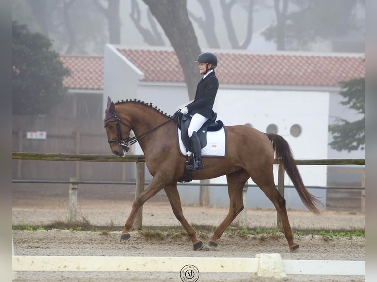 Lusitano Castrone 6 Anni 168 cm in Cascais